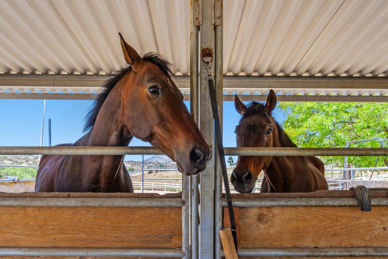 Impressive Equestrian Resort - photo 17