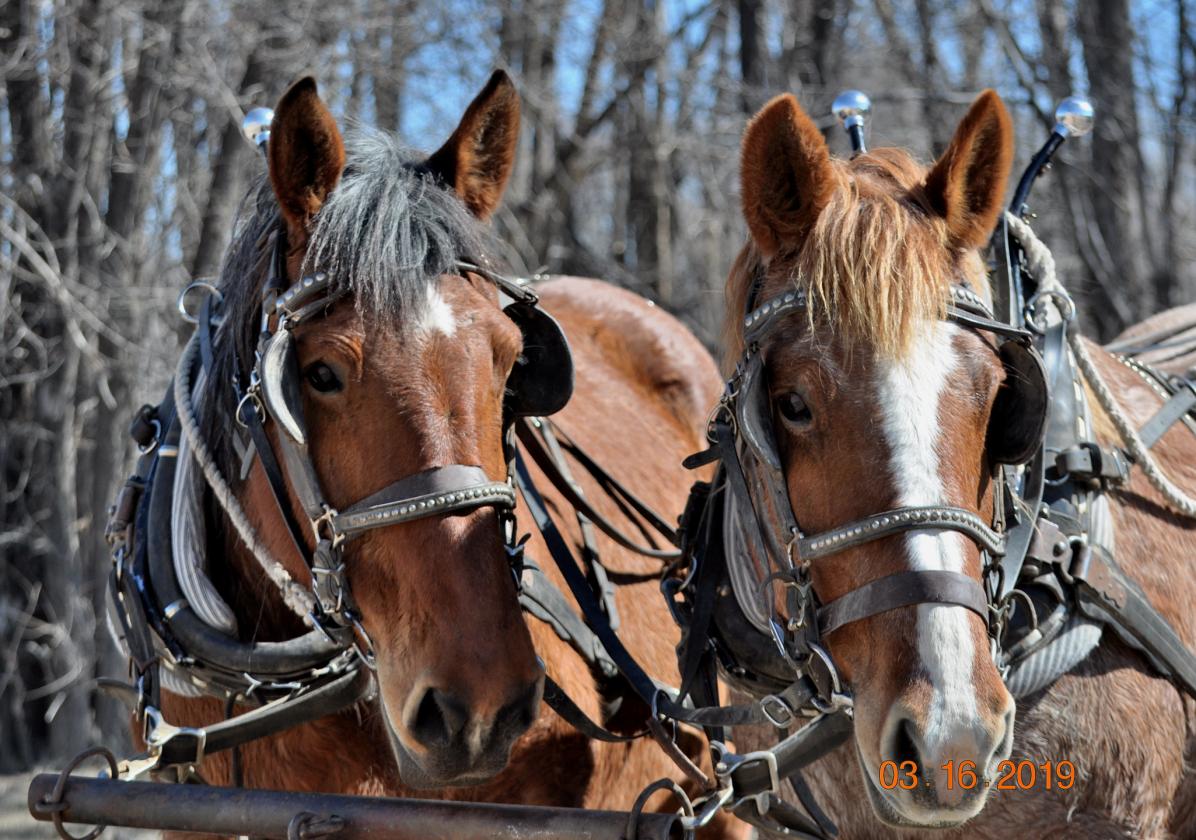 RIDE ON HOME to AUTHENTIC COLORADO! - photo 1