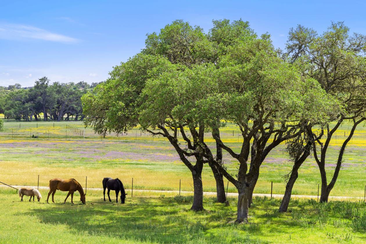 Horse Property for sale.