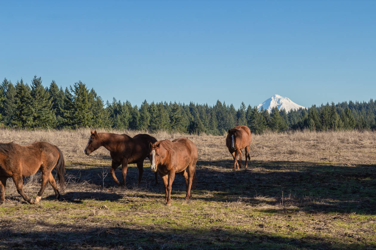 64+ Acres w/Mountain Views in Clackamas County Oregon Mulino