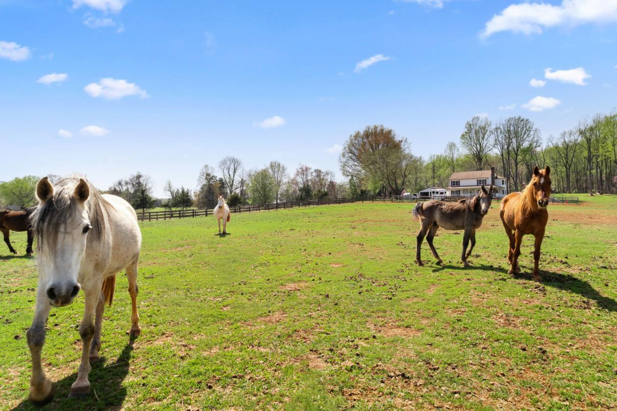 Horse Farm with Multiple Paddocks & Run-In Sheds - photo 10