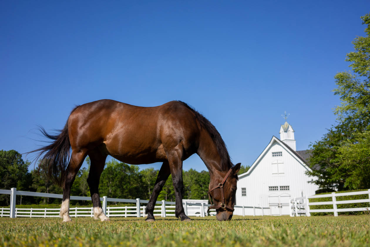 Elegant Southern Equestrian Estate In Eastern North Carolina Greenville Pitt County North Carolina Horseproperties Net