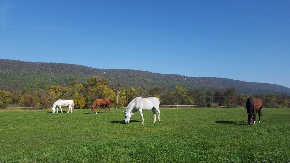 Carlisle Springs Farm - photo 6