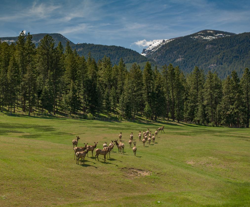Two Feathers Ranch - photo 6