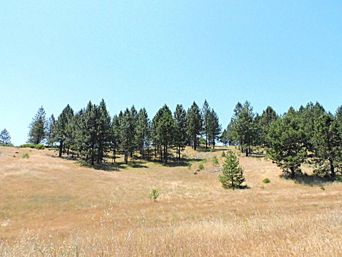 Beautiful Rolling 165 Acres, 100GPM Well too! - photo 9