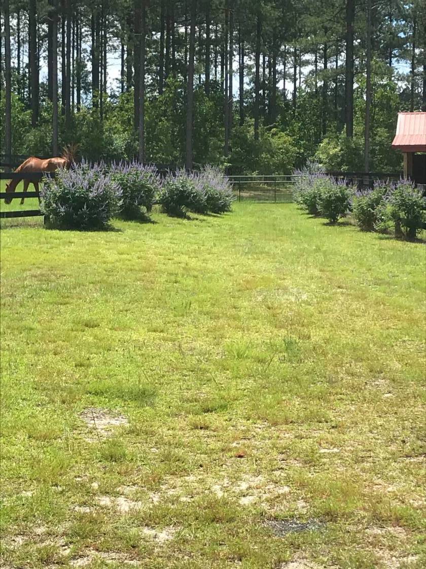 21 acre horse farm, 6 stall barn, optional 19+ acres.... Aiken, Aiken