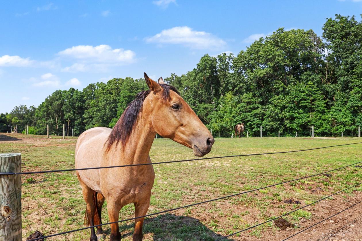Gorgeous home with equestrian amenities - photo 30