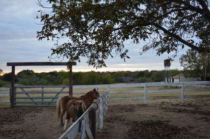 horse dfw conveniently located