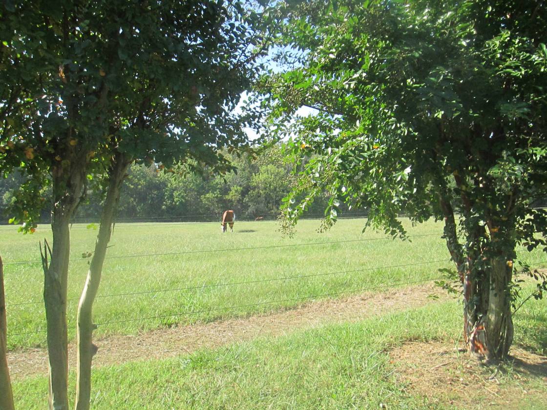 Horse Farm with potential development - photo 25
