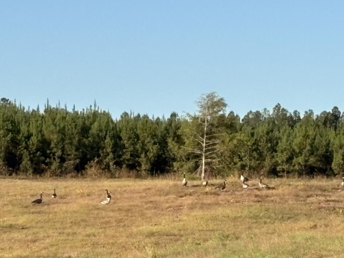 160 Acres in Shelby County w/ pastures and lake - photo 13