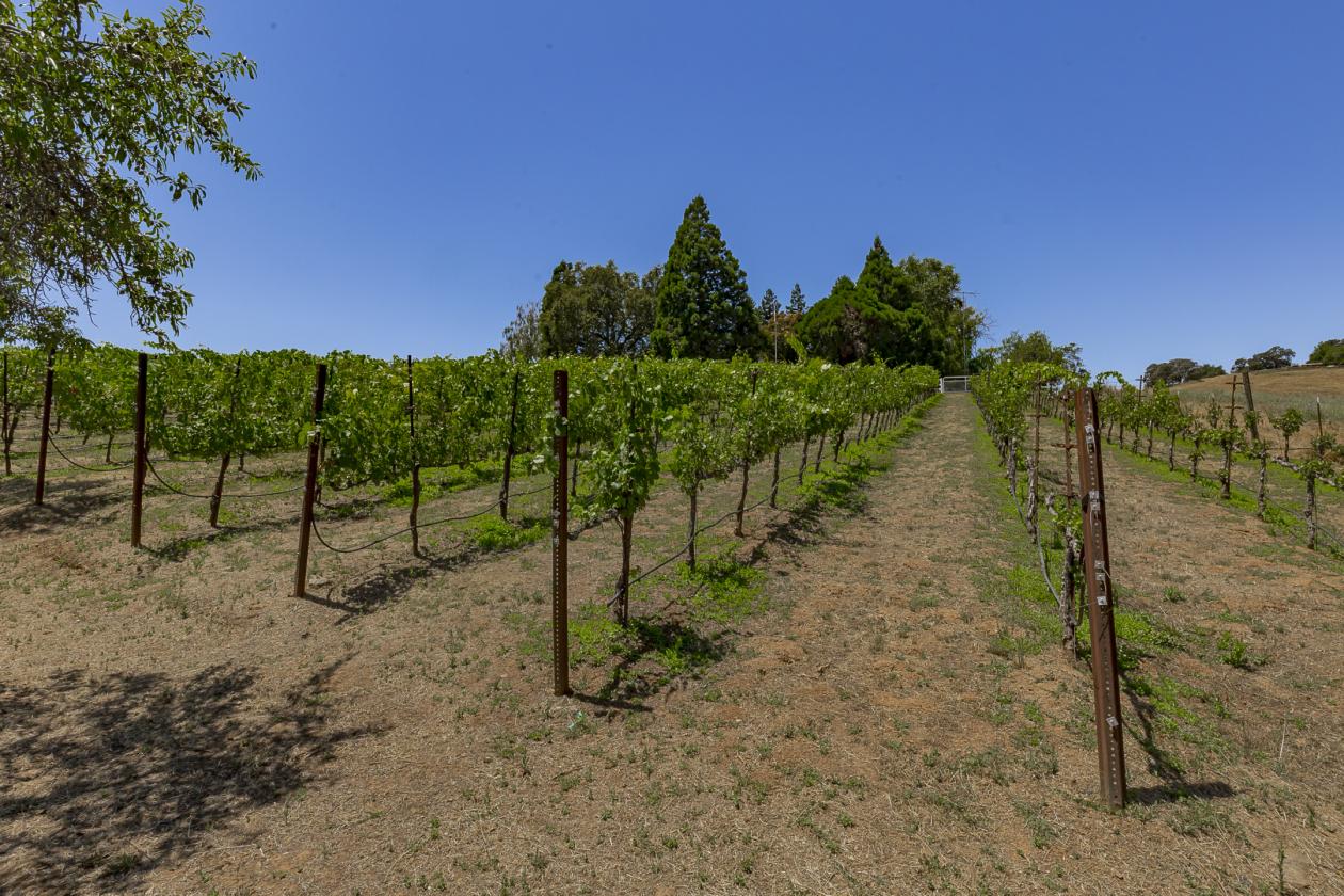 Historic 10-Acre custom Equestrian Estate & Vineyard - photo 12