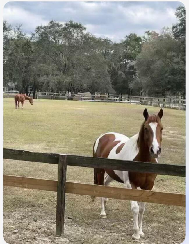 5 beautiful Acres in an equestrian community - photo 5