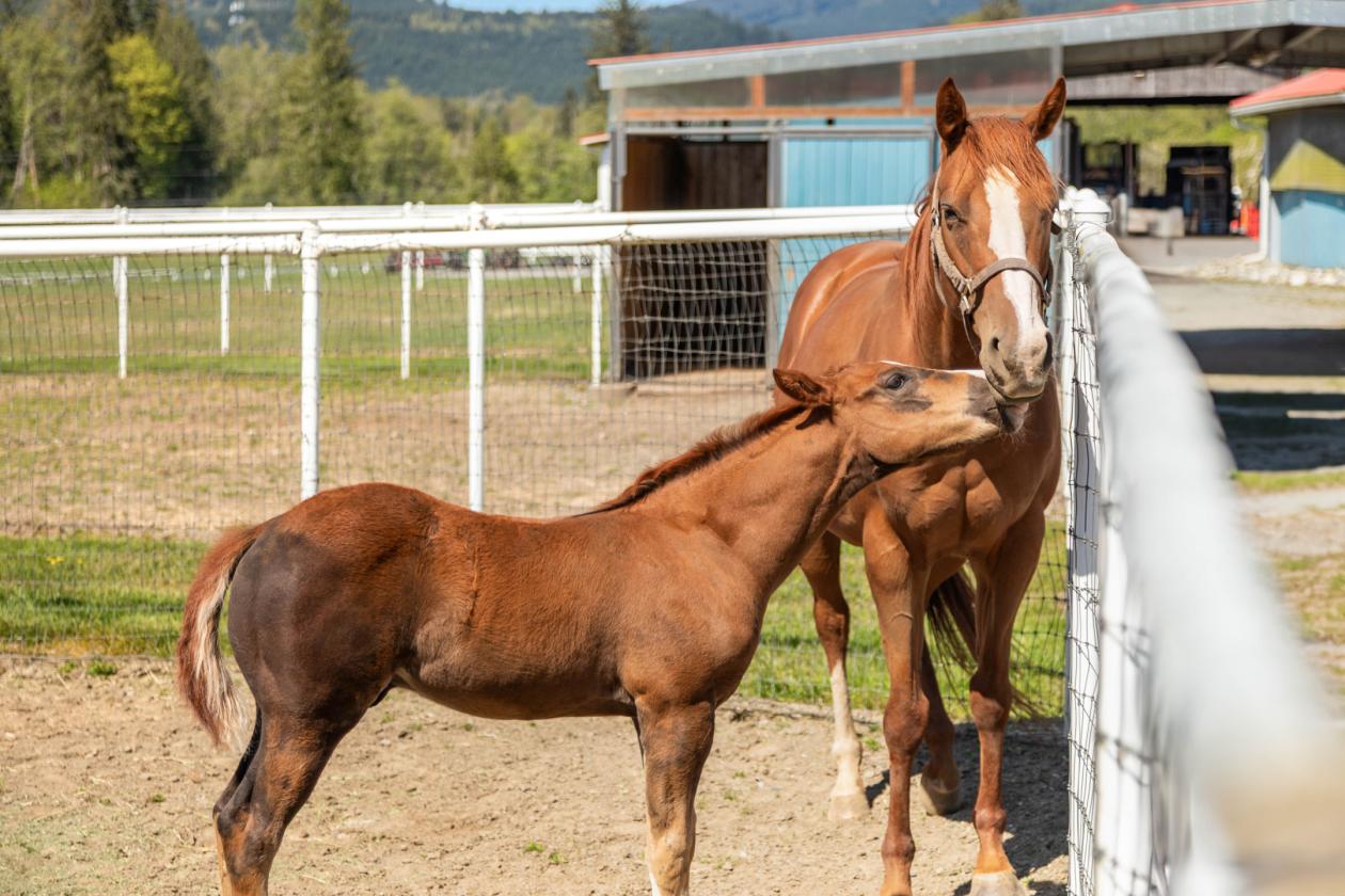 Rhodes River Ranch | A Legendary Equestrian Estate - photo 18