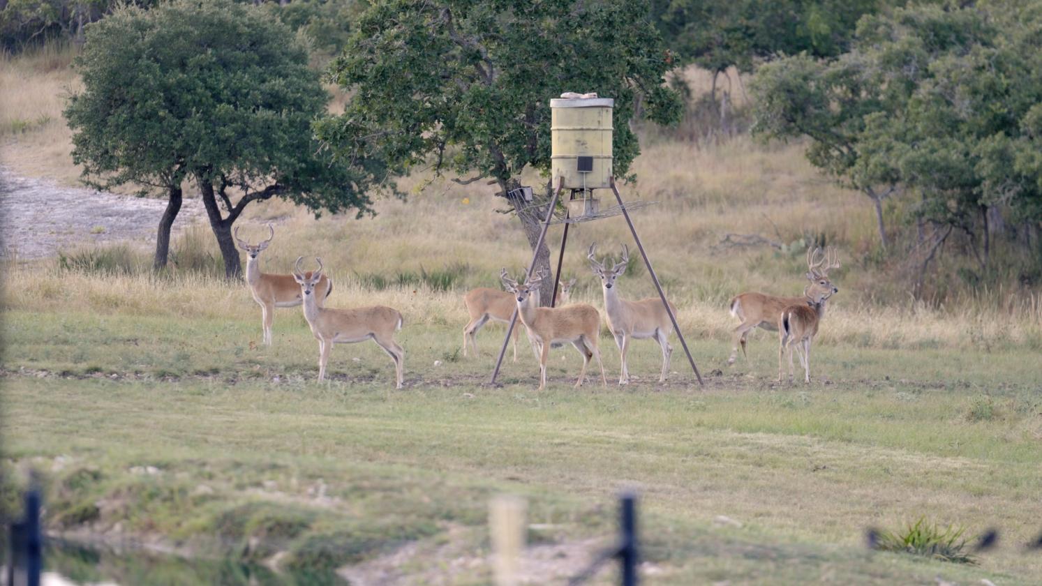 Horse Property on 50 Acres of Rolling Land - photo 19