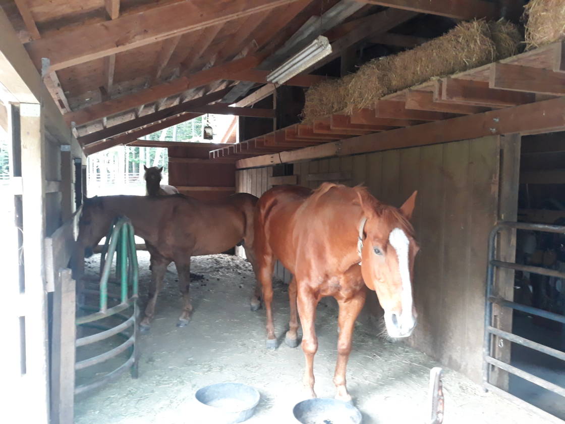 Small Acreage Horse Property with Access to Trails! Kirtland, Lake