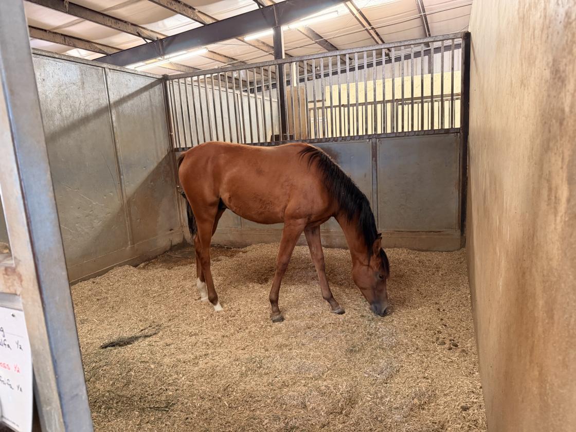 Equine Breeding, Training and Therapy Facility - photo 12