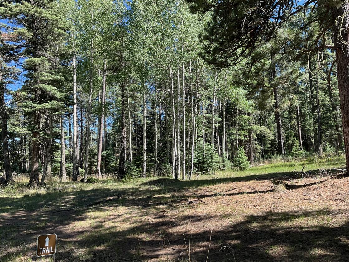 Horse Property Bordering Carson National Forest - photo 28