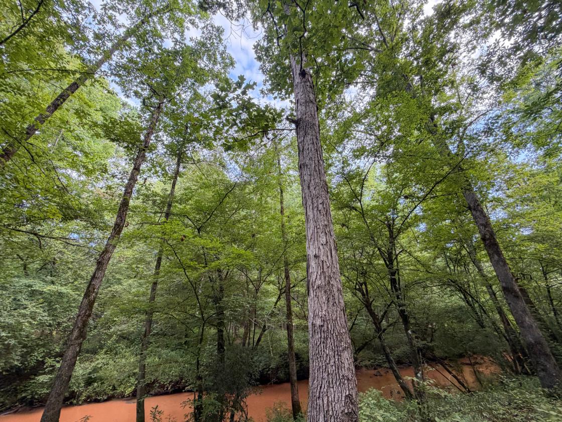 Bear Creek Retreat - photo 26