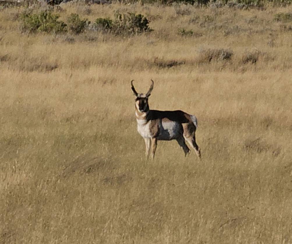 Horse Property for sale.