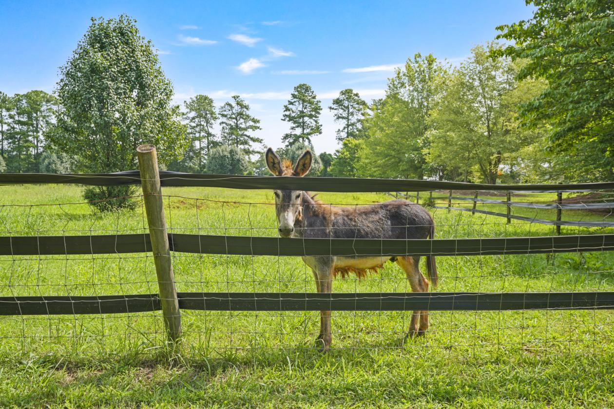 Mini Farm Setup for Horses - photo 28