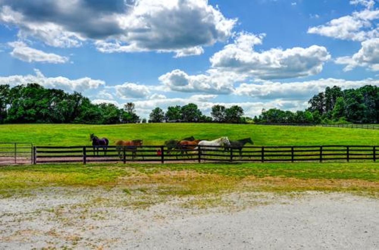 Omni Farm - photo 6