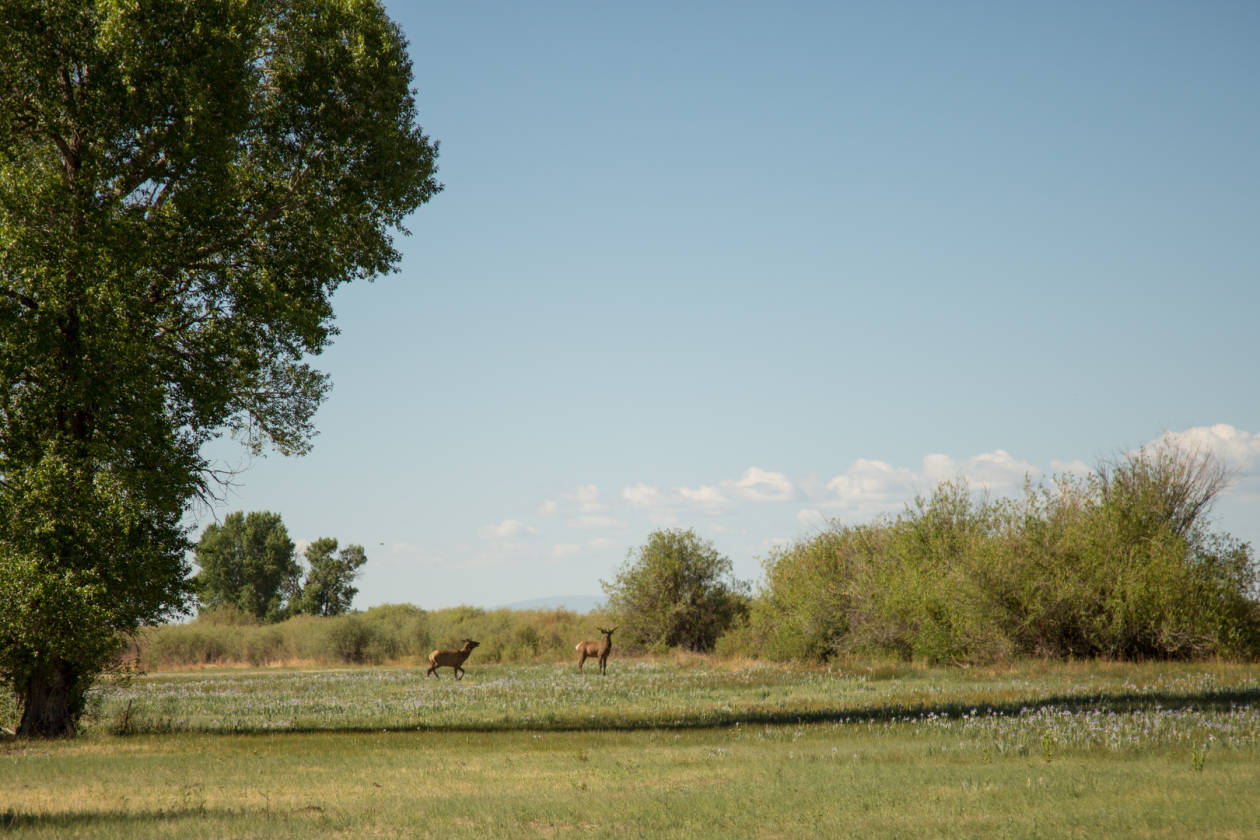 The Rio Grande River Ranch Alamosa, Alamosa County, Colorado