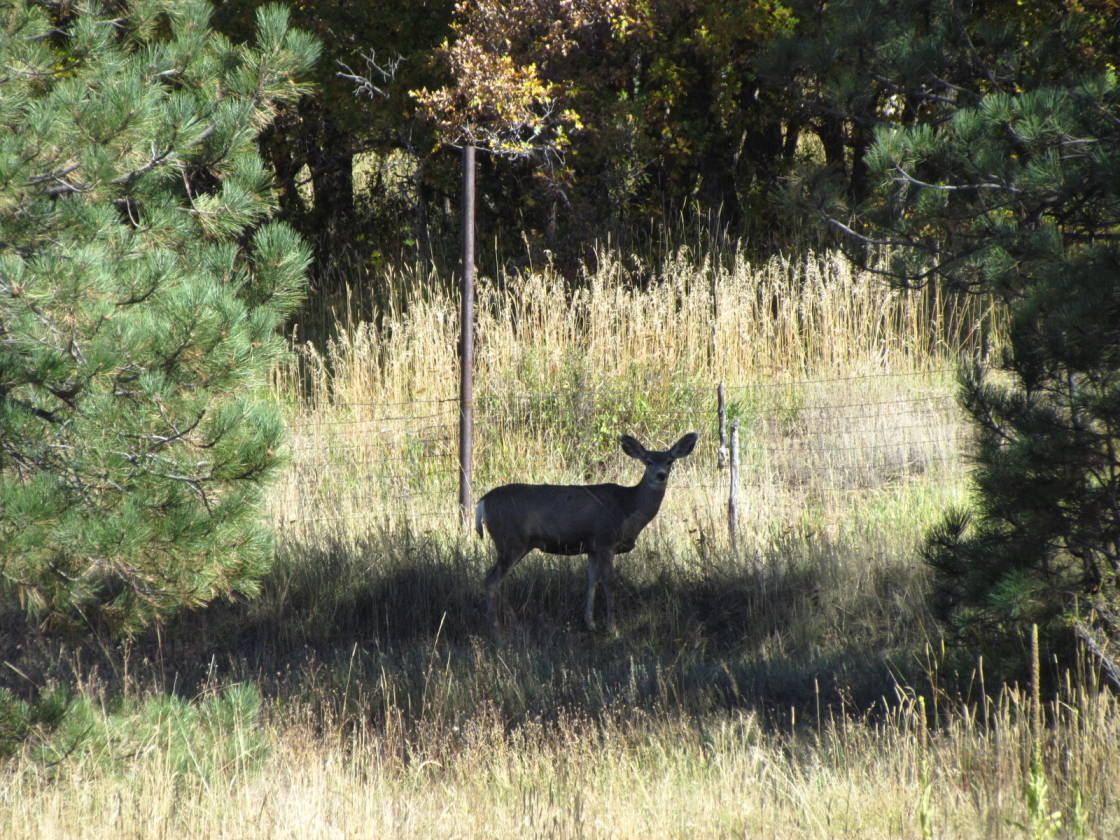 Lakes on the Chama Chama, Rio Arriba County, New Mexico Horse