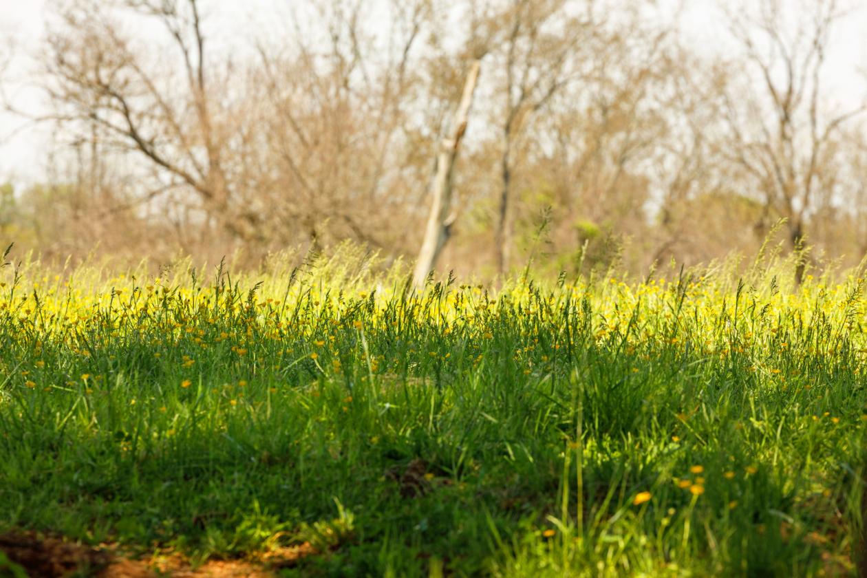 Stunning 1,000+ Acre Equestrian Land - photo 12