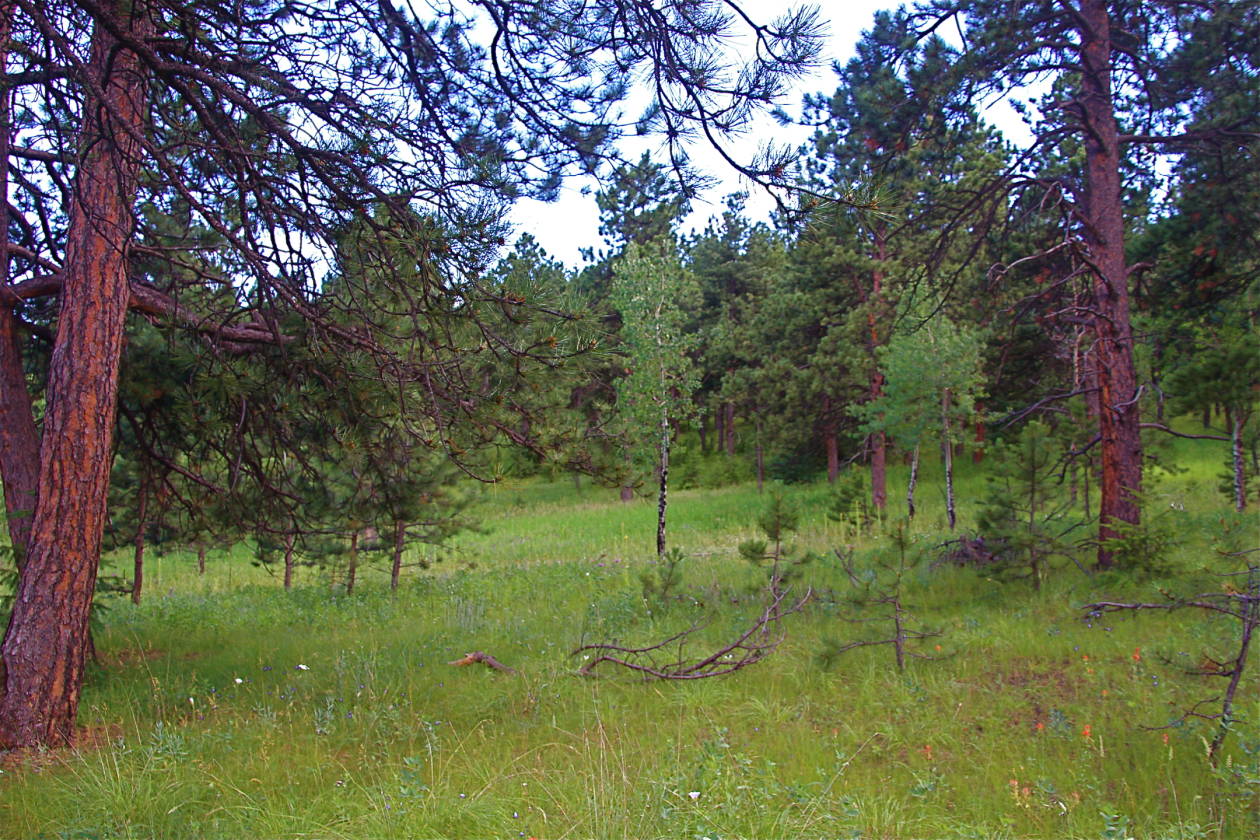 homes for sale in hiwan evergreen colorado