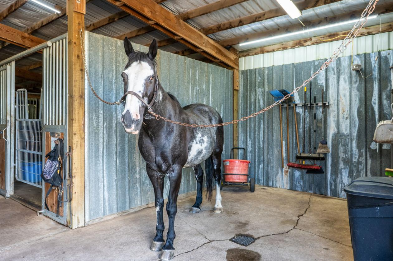 Boutique Equestrian Estate — Turnkey Move-In Ready - photo 20