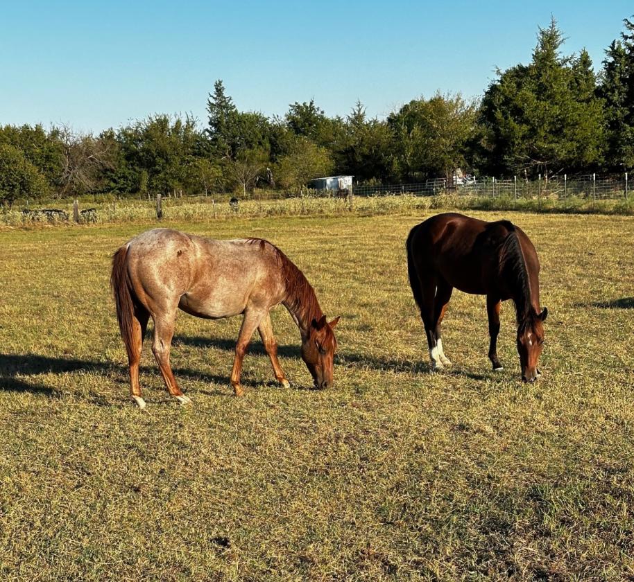 Luxury equestrian estate with a covered arena - photo 29
