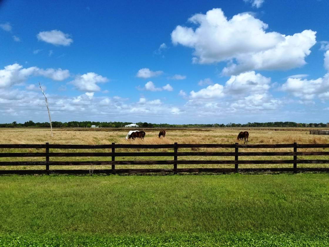 Horse Farm for sale Okeechobee, Martin County, Florida