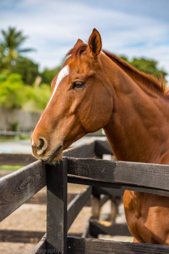 Equestrian Property for Sale in Coconut Creek, FL Coconut Creek