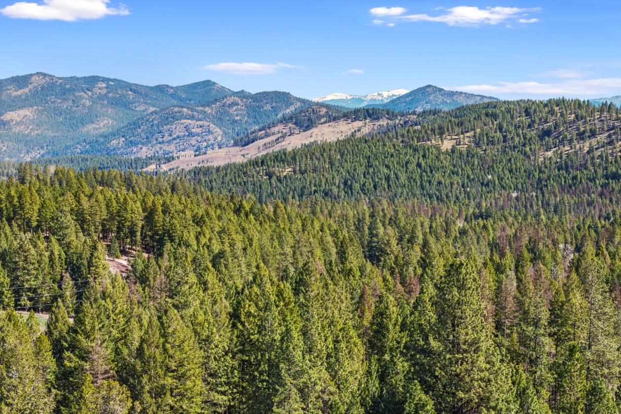 Gorgeous 63 Acres - photo 13