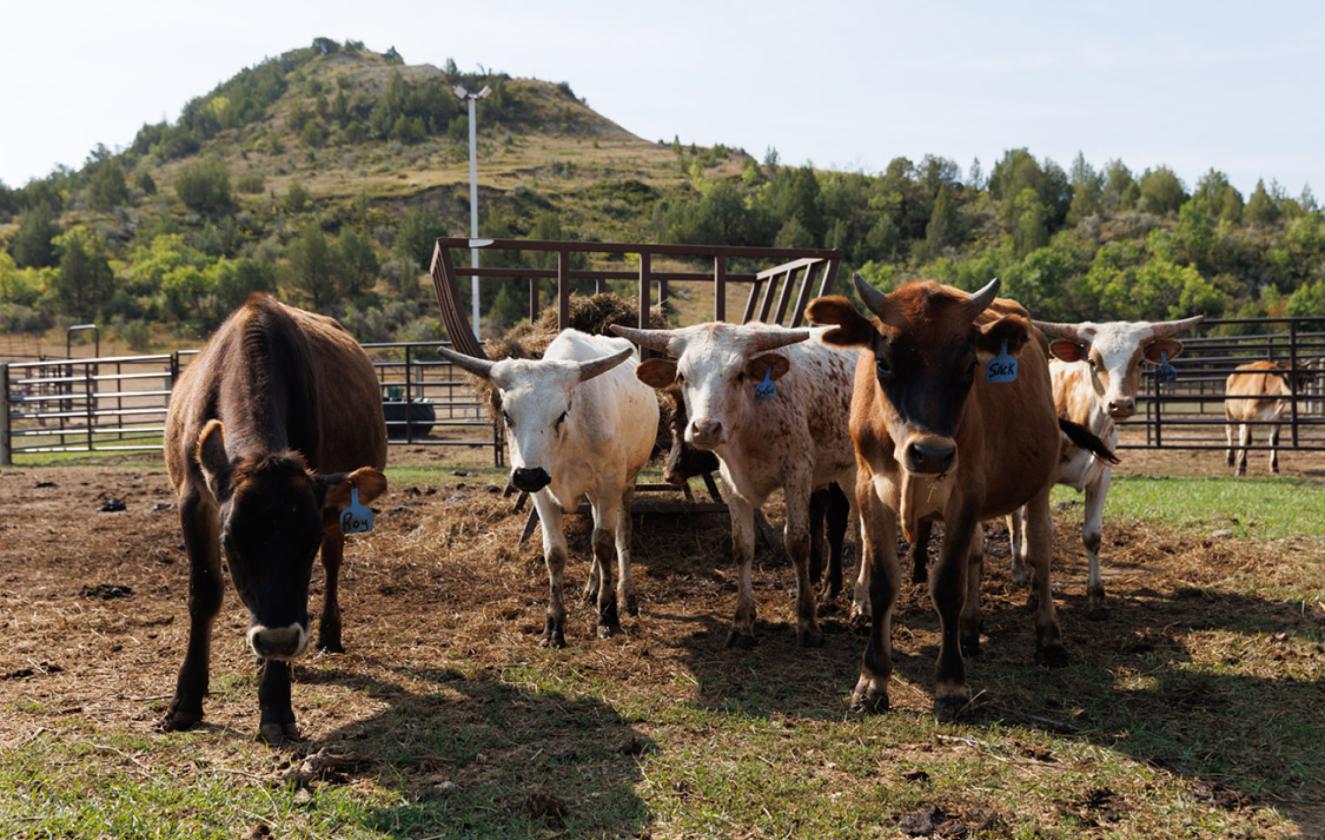 Davis Creek Ranch - photo 12