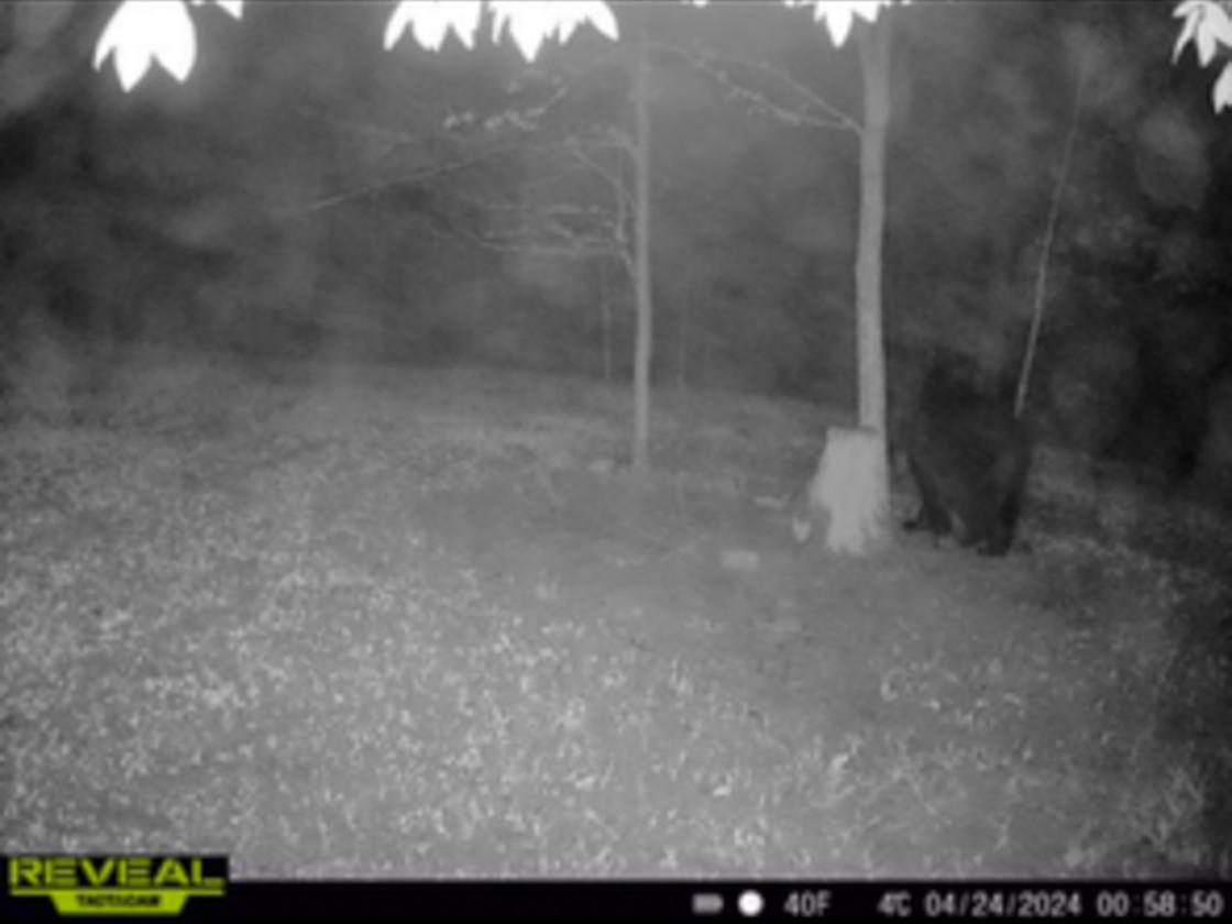 Perfect for the Outdoor Enthusiast! Stocked Pond! - photo 22