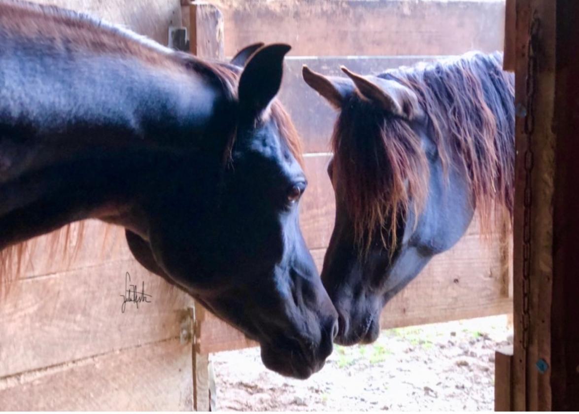 Experience the Ultimate Equestrian Lifestyle - photo 4
