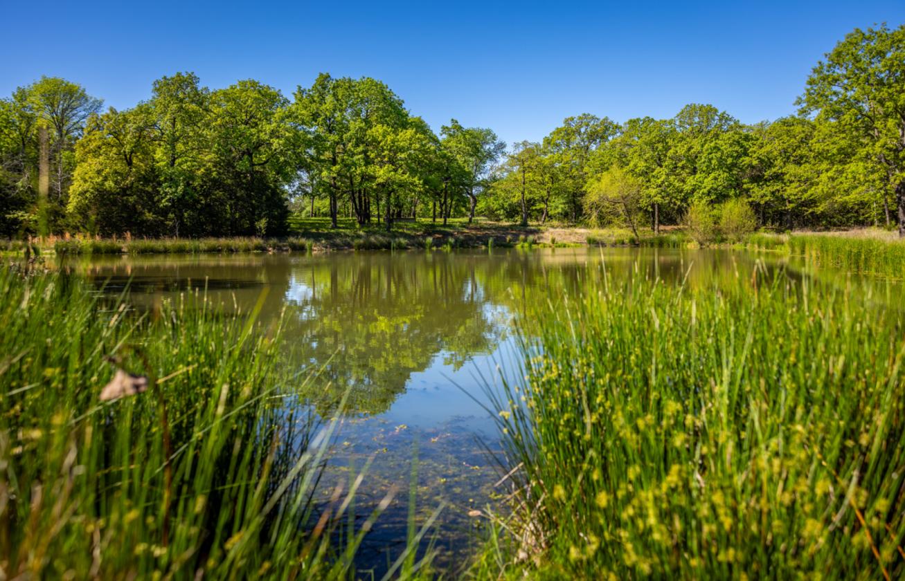 Spirit Ranch - Luxury NTX Equestrian Estate - photo 14