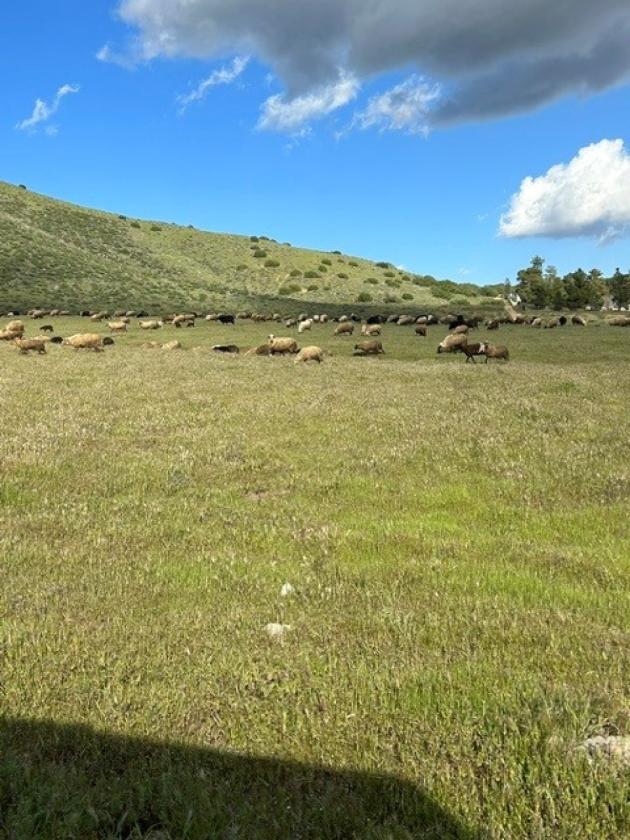BEAUTIFUL AGUA DULCE VIEWS 160 ACRES - photo 1