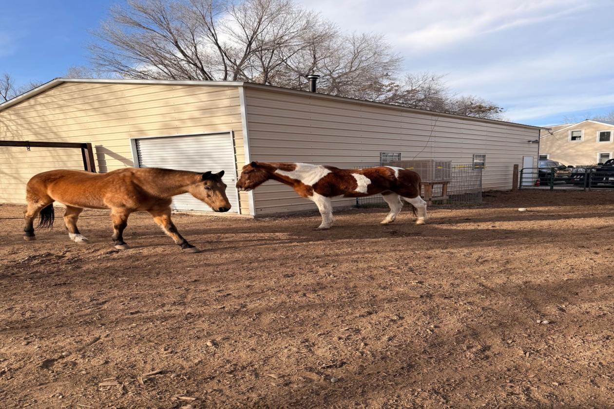 Rare and Beautiful Horse Property Near Santa Fe - photo 11