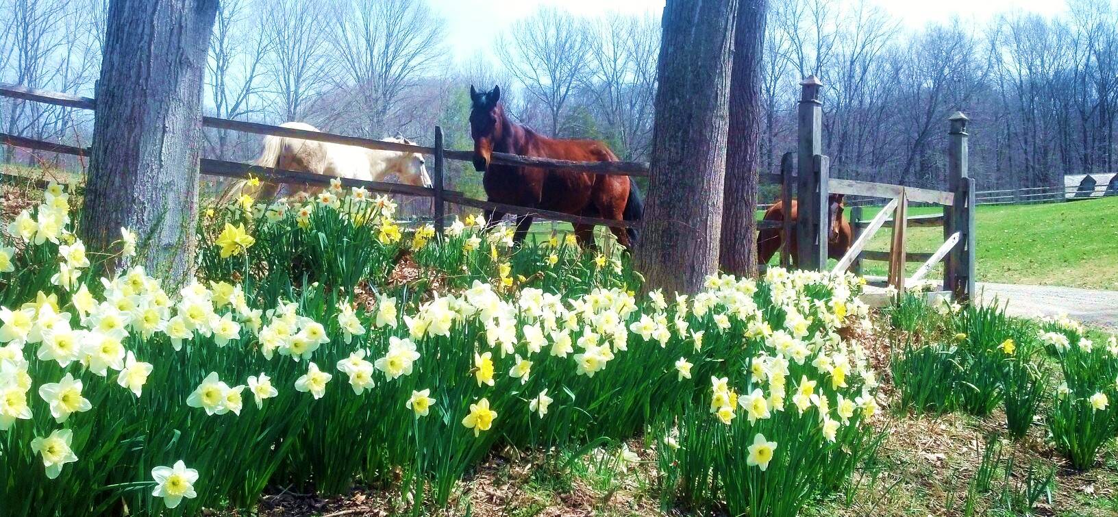 Luxury Equestrian Estate on 26 acres Lyme, New London County