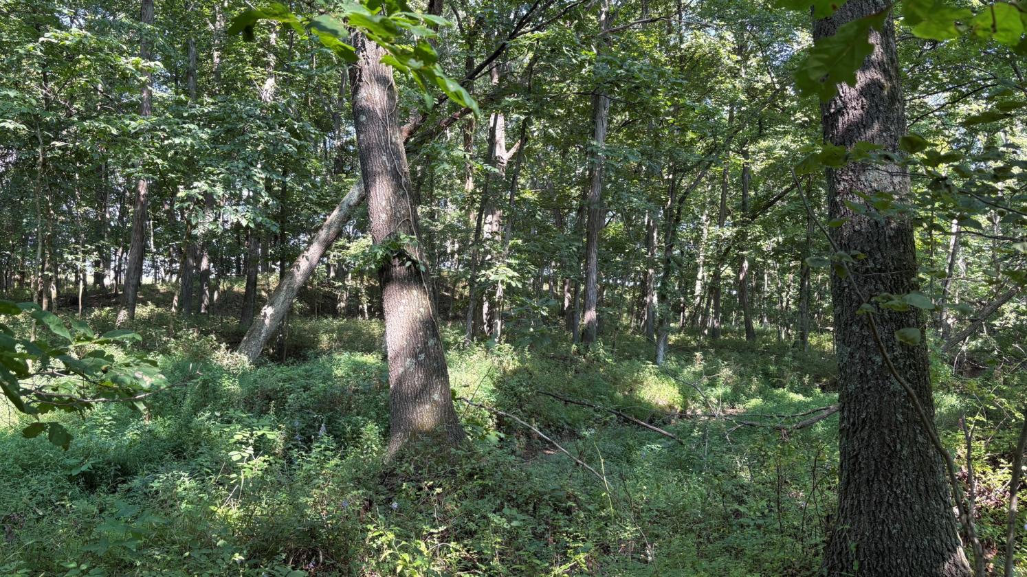 Southern Illinois Horse Farm with home - photo 23