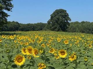 Badenyon Ranch - 750+ acre Farm & Sporting Club - photo 27
