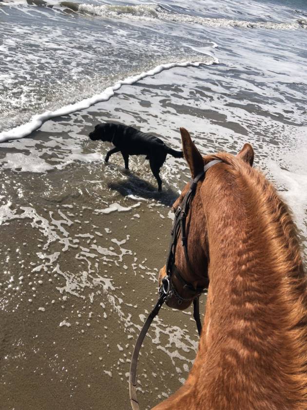 Horse Property for sale.