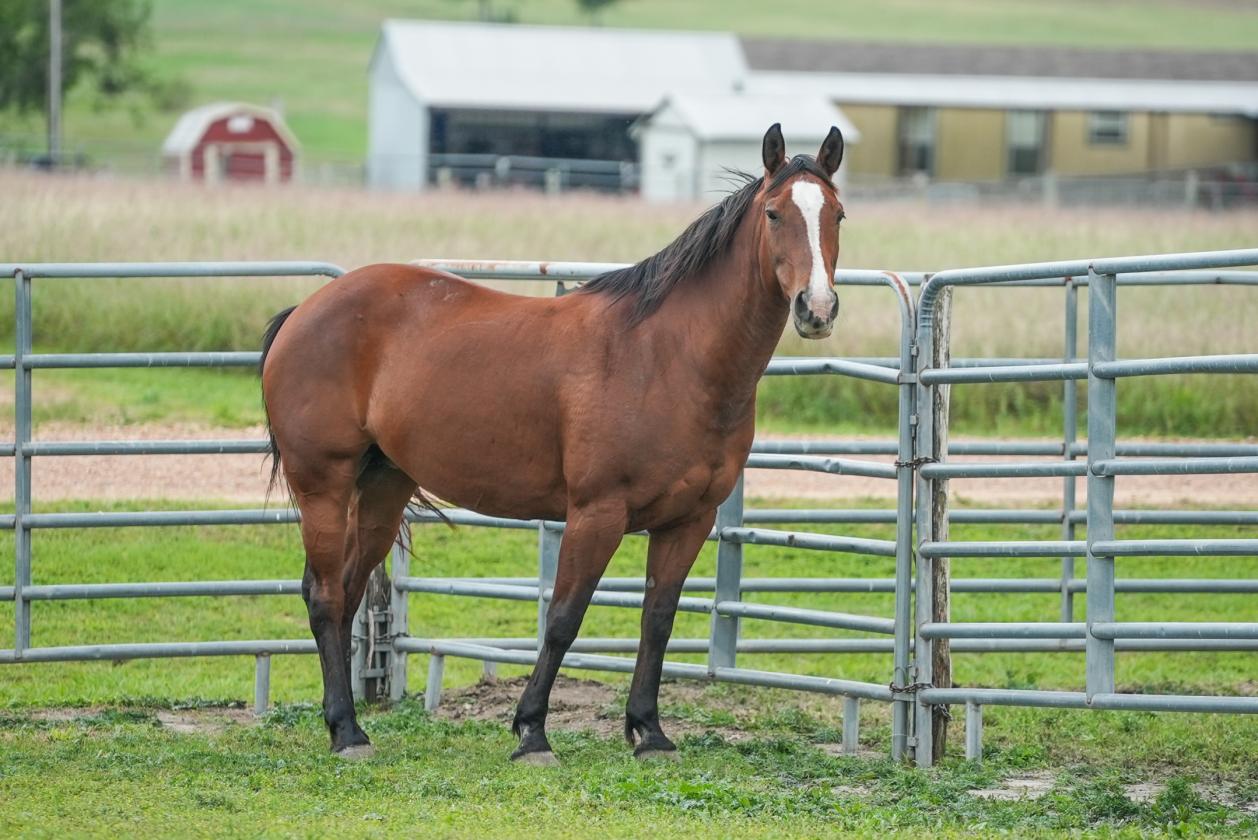 14.5+ Unrestricted Acre Equestrian Estate - photo 29