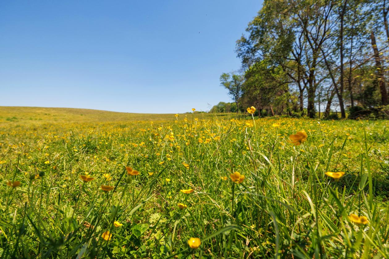 Stunning 1,000+ Acre Equestrian Land - photo 17