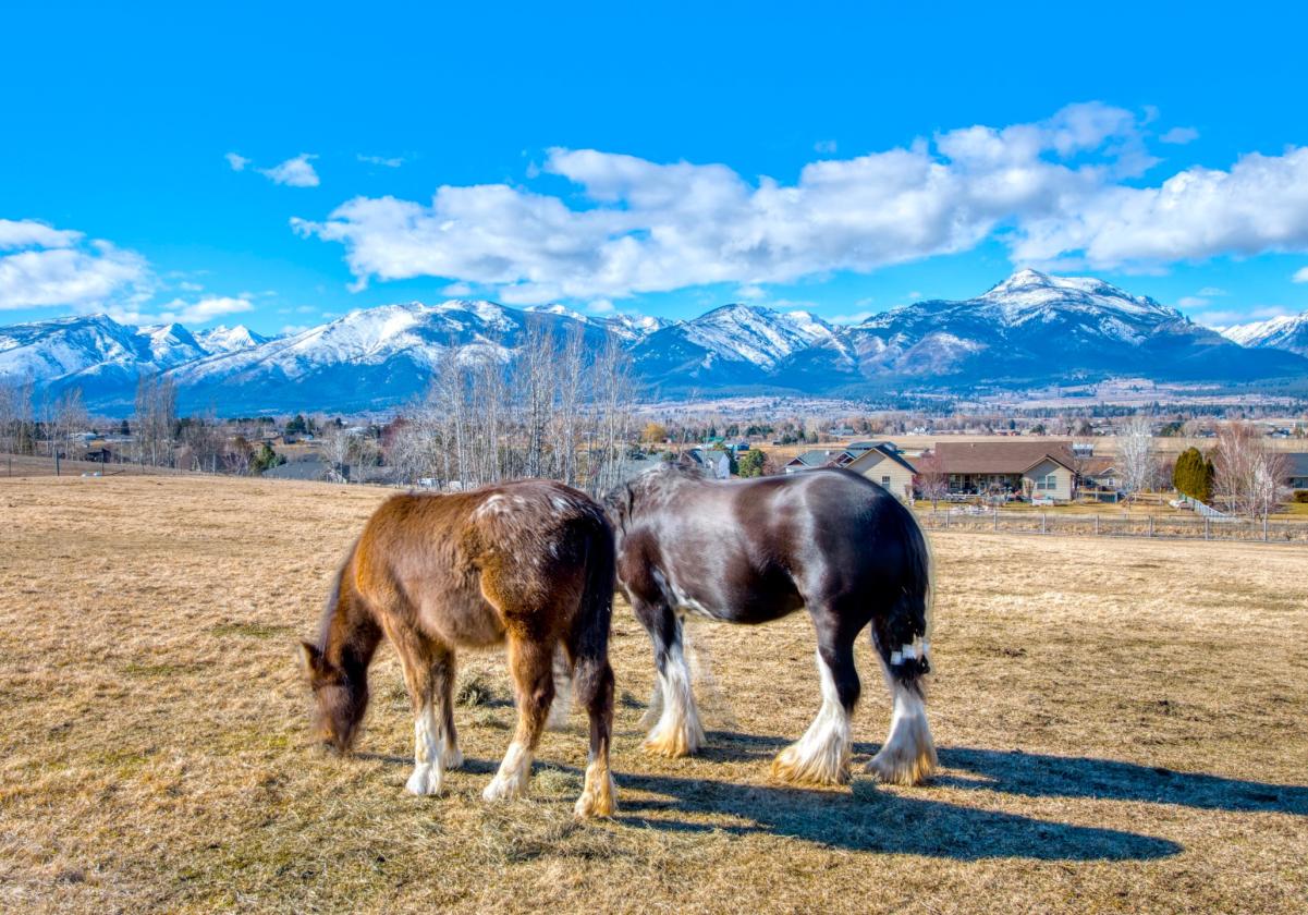 GREAT HORSE PROPERTY, GREAT PRICE! - photo 4