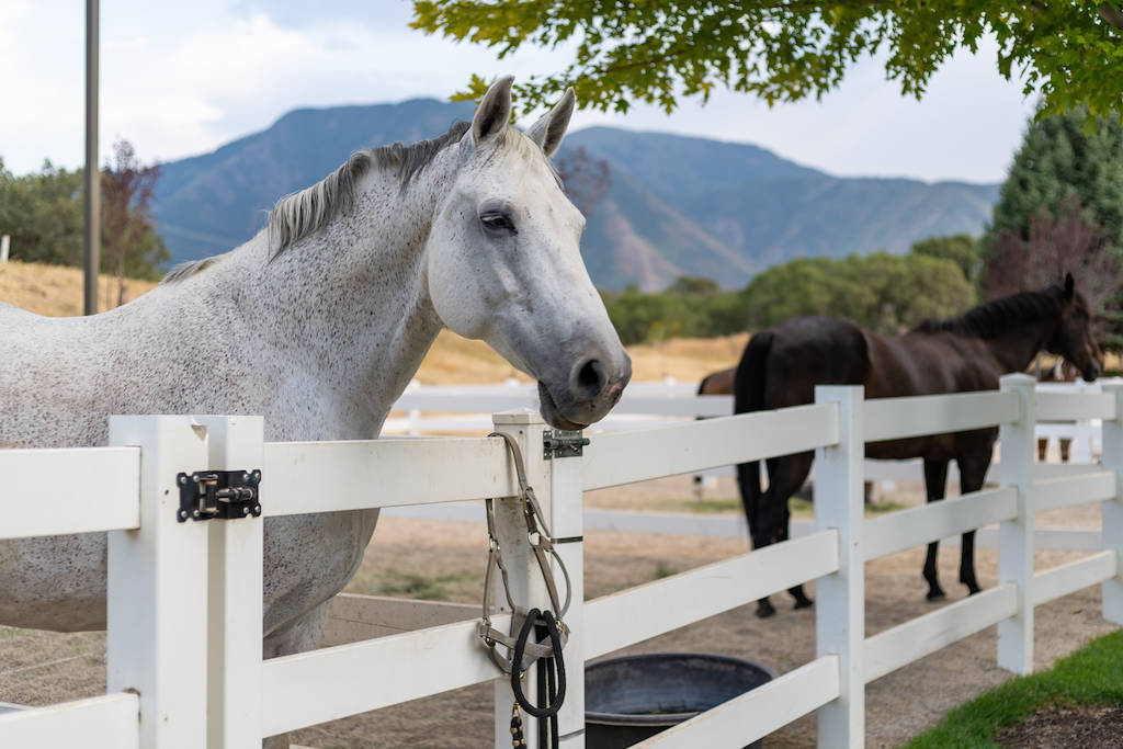 Luxury Equestrian Estate nestled in Exquisite Mountain Setting
