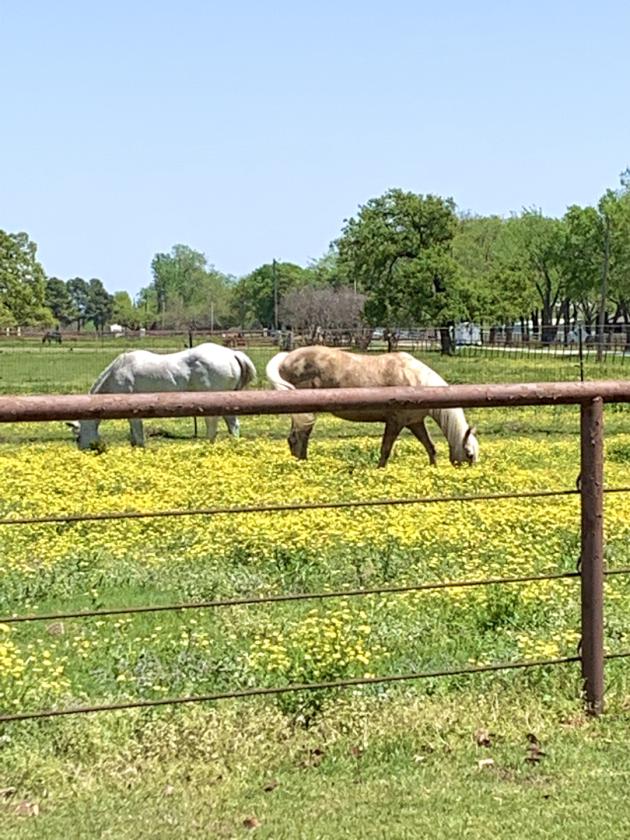 TM Horse Ranch - photo 4