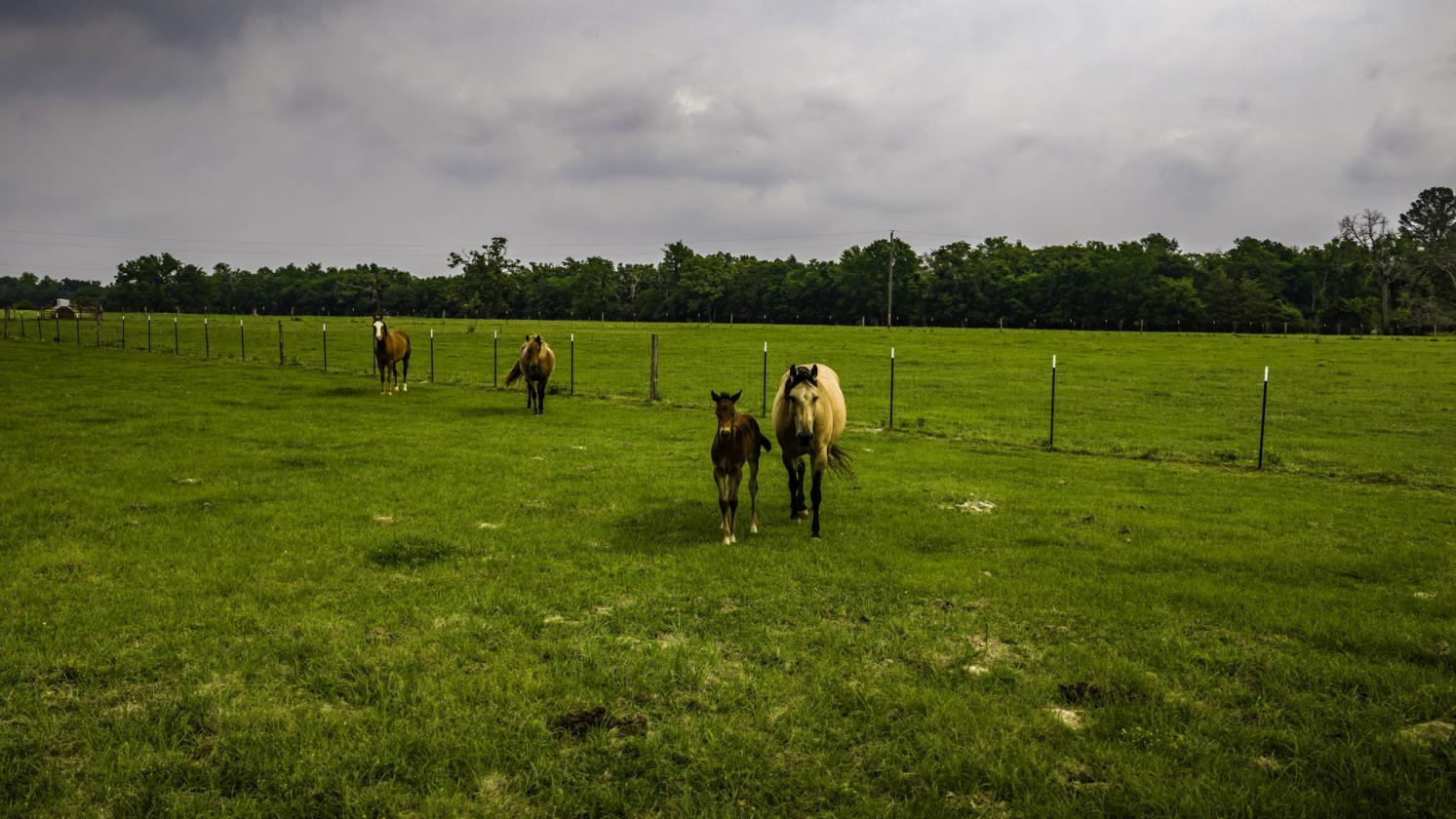 Complete Turnkey Country Horse Property - photo 16